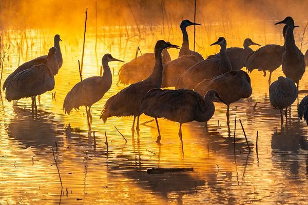 Jaynes Gallery 아티스트의 USA-New Mexico-Bernardo Wildlife Management Area-Sandhill cranes in water on foggy sunrise작품입니다.